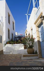 Potted plants in front of buildings, Patmos, Dodecanese Islands, Greece