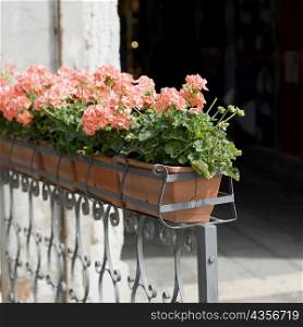 Potted plants on a railing, Venice, Veneto, Italy