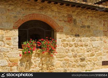 Potted plants on a window sill, Monteriggioni, Siena Province, Tuscany, Italy