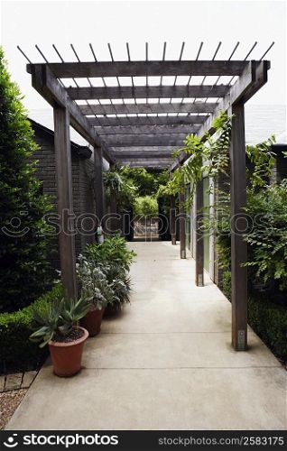 Potted plants on the both sides of a corridor