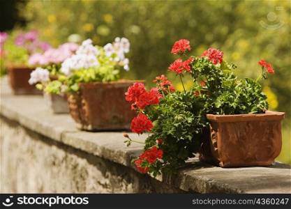 Potted plants on the wall, Sorrento, Sorrentine Peninsula, Naples Province, Campania, Italy