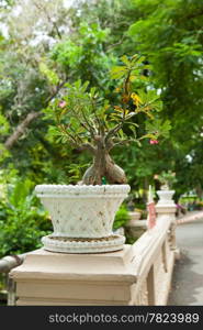 Potted plants set on the bridge. Planting a tree in a small pot.