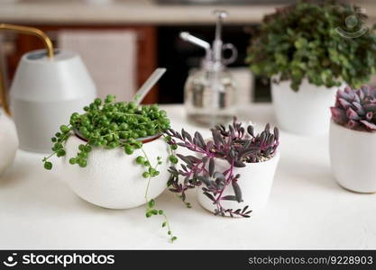 Potted Senecio Rowley house plant in white ceramic pot and other succulent plants on a table indoors.. Potted Senecio Rowley house plant in white ceramic pot and other succulent plants on a table indoors