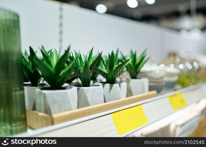 Potted succulent on store shelves. Supermarket garden department wholesale supplier. Selective focus. Potted succulent on store shelves selective focus