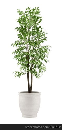 potted tree isolated on white background