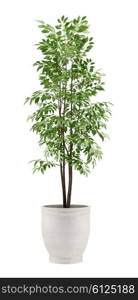 potted tree isolated on white background