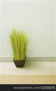Potted wheatgrass by a wall