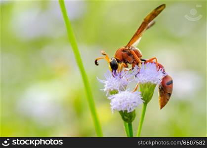 Potter Wasp or Eumenes latreilli, Predatory insects eating nectar taken in Thailand