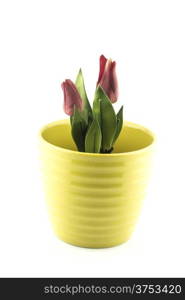 pottery flowerpot. pottery flowerpot on white background.