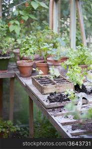 Potting crate on workbench in greenhouse