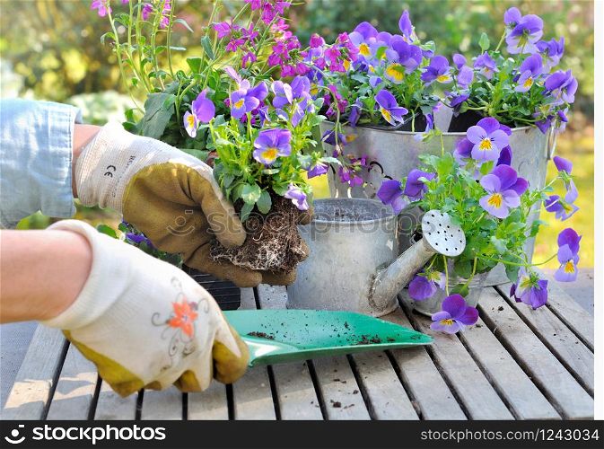 potting flowers in decorative pot on a garden table