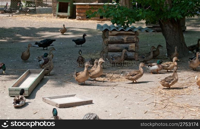 Poultry yard. Rural living creatures - ducks. The Countryside