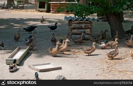 Poultry yard. Rural living creatures - ducks. The Countryside
