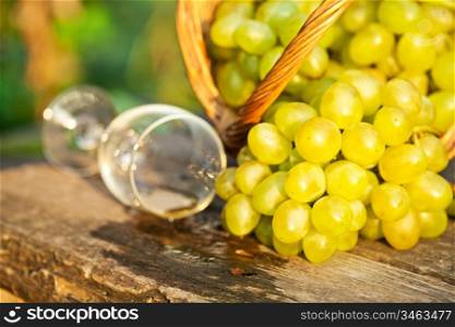 Poured wine glass and bunch of white grapes in basket against natural spring background