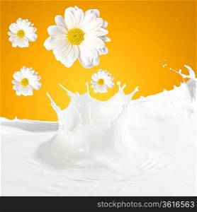 Pouring white and fresh milk with chamomiles on a background