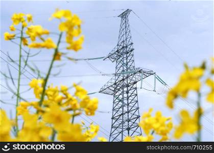 power line in the field, power line among the yellow wildflowers. power line among the yellow wildflowers, power line in the field