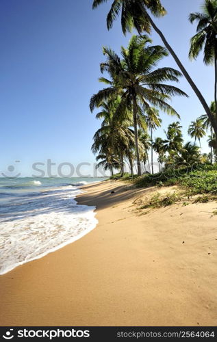 Praia do Forte in Salavador de Bahia state, Brazil