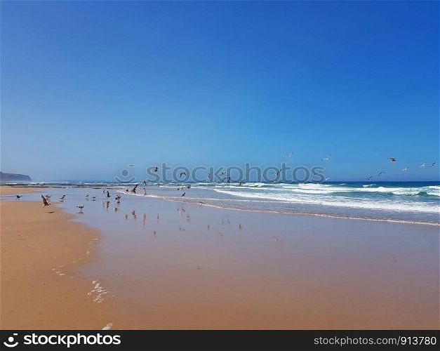 Praia Vale Figueiras with seagulls on the beach in Portugal