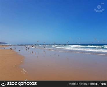 Praia Vale Figueiras with seagulls on the beach in Portugal