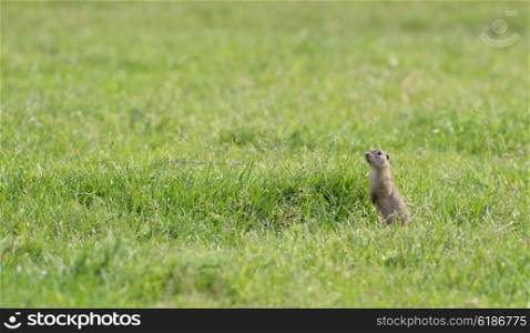 prairie dog on field in spring time