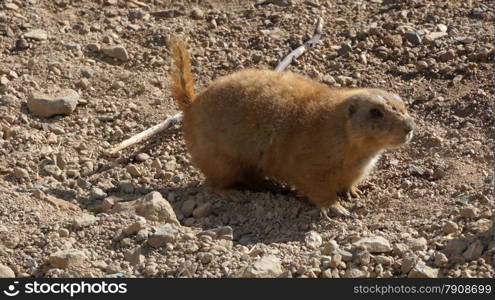 Prairie dog . Prairie dog