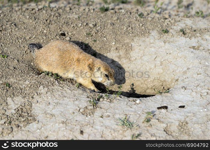 Prairie Dog stands at his entrance to rock den