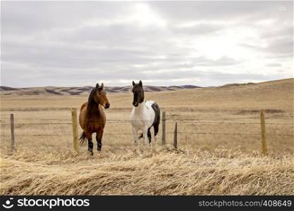 Prairie Horses Saskatchewan in field spring close