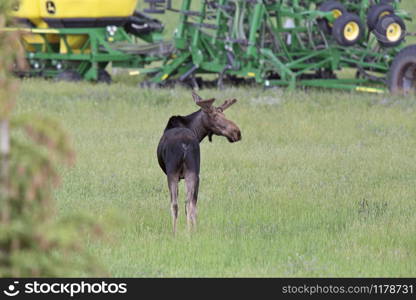 Prairie Moose Canada Alberta cow and calf yearling