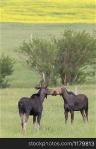 Prairie Moose Canada Alberta cow and calf yearling