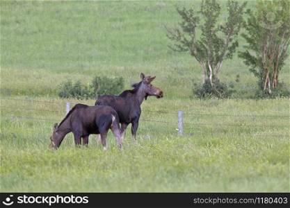 Prairie Moose Canada Alberta cow and calf yearling