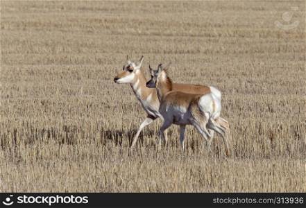 Prairie Pronghorn Antelope In Spring Saskatcherwan Canada
