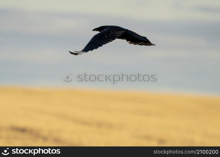 Prairie Raven Flying in Saskatchewan Canada Flight