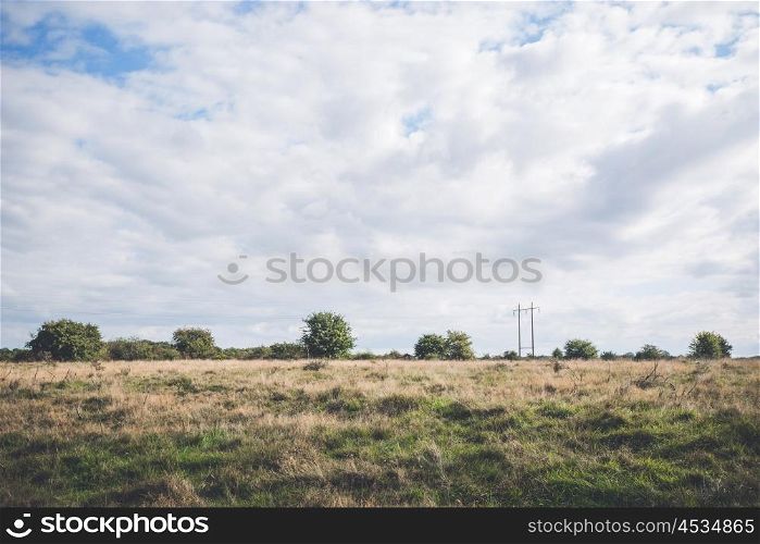 Prairie scenery with bush and trees in the tall grass