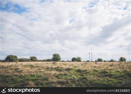Prairie scenery with bush and trees in the tall grass