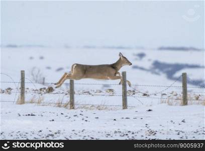 Prairie Winter Scenes rural Saskatchewan Canada Deer Jumping