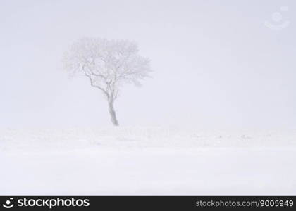 Prairie Winter Scenes rural Saskatchewan Canada Lone Tree Prairie Winter Scenes rural Saskatchewan Canada Lone Tree