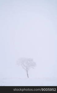 Prairie Winter Scenes rural Saskatchewan Canada Lone Tree Prairie Winter Scenes rural Saskatchewan Canada Lone Tree