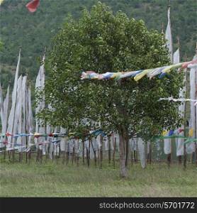 Prayer flags at Chhimi Lhakhang, Punakha District