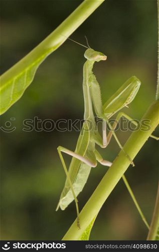 Praying Mantis against a green background with narrow depth of field.