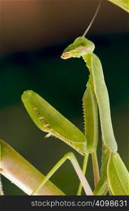 Praying Mantis against a green background with narrow depth of field.