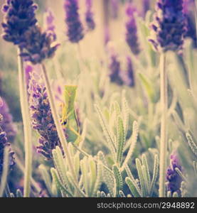 Praying Mantis insect sitting on a lavender bush in a garden