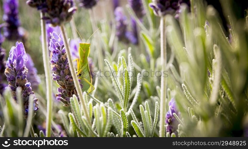 Praying Mantis insect sitting on a lavender bush in a garden
