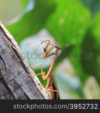 Praying Mantis - Mantis religiosa Large Preditory Insect