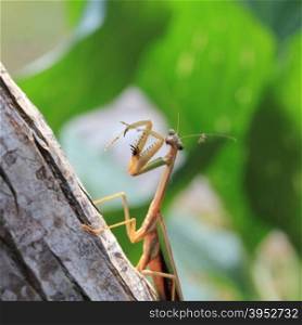 Praying Mantis - Mantis religiosa Large Preditory Insect