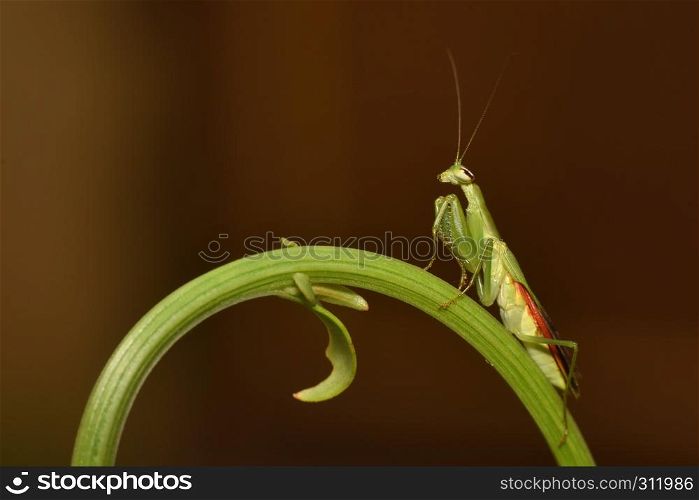 Praying mantis on a fern leaf, Mantodea, Rayagada, Odisha, India.. Praying mantis on a fern leaf, Mantodea, Rayagada, Odisha, India