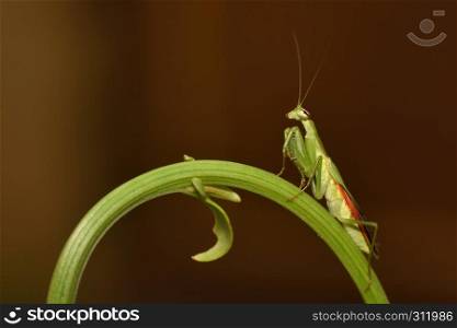 Praying mantis on a fern leaf, Mantodea, Rayagada, Odisha, India.. Praying mantis on a fern leaf, Mantodea, Rayagada, Odisha, India