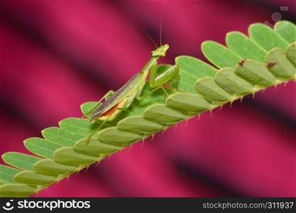 Praying mantis on flower, Mantodea, Rayagada, Odisha, India.. Praying mantis on flower, Mantodea, Rayagada, Odisha, India