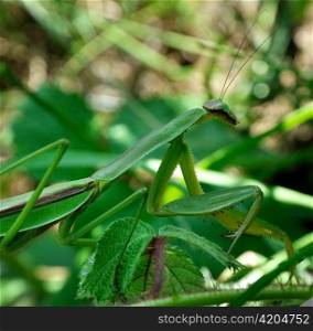 Praying Mantis on leaves, close up