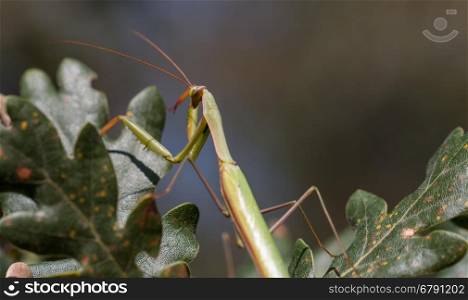 Praying Mantis Perched On A Tree close-up