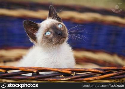 Precious little cat in a basket of wicker